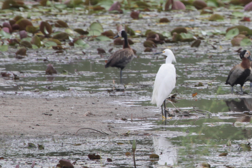 Snowy Egret