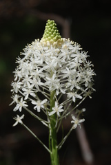 Xerophyllum asphodeloides