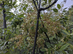 Fraxinus dipetala
