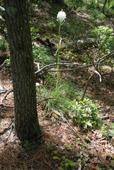 Xerophyllum asphodeloides