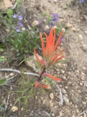 Castilleja linariifolia
