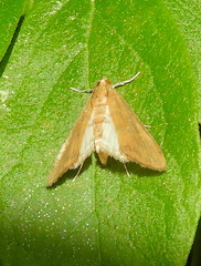 Elophila gyralis