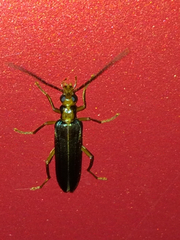 Nacerdes carniolica