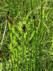 Equisetum laevigatum