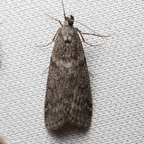 iNaturalist observation photo of Knot-horn Moths