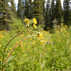 Geum macrophyllum perincisum