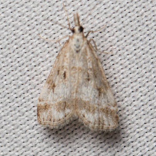 iNaturalist observation photo of Crambid Snout Moths