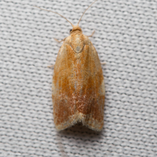 iNaturalist observation photo of Archipini