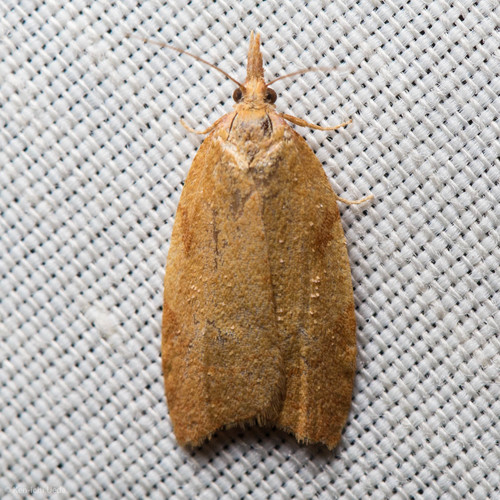 iNaturalist observation photo of Sparganothini