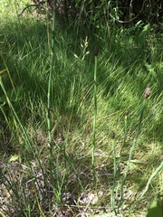 Equisetum laevigatum