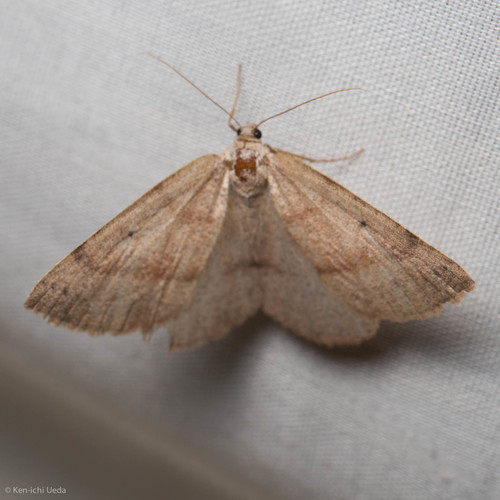 iNaturalist observation photo of Drepanulatrix hulstii