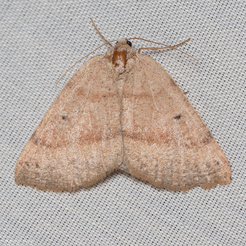 iNaturalist observation photo of Drepanulatrix hulstii