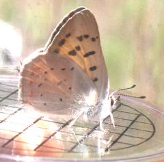 Tharsalea nivalis