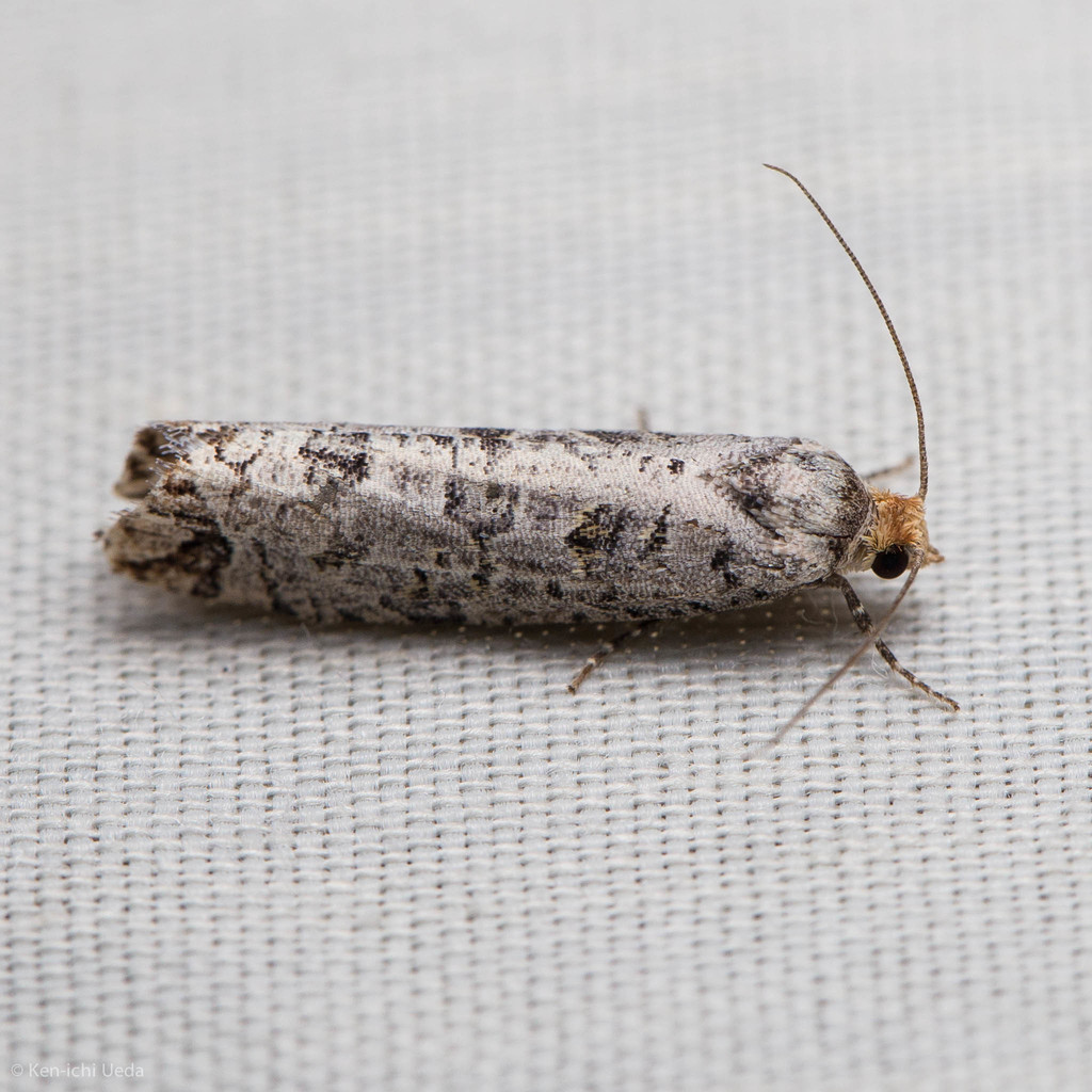 Retinia picicolana