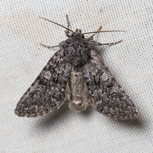 iNaturalist observation photo of Owlet Moths and Allies