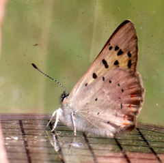 Tharsalea nivalis