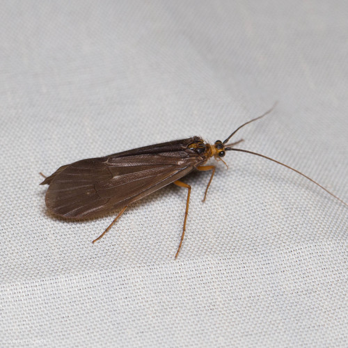 iNaturalist observation photo of Dicosmoecinae