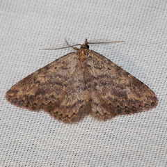 Mycterophora rubricans