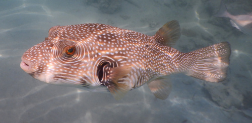White-spotted Puffer — seen at this dive site