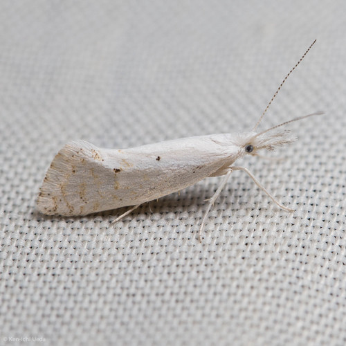 iNaturalist observation photo of Speckled Honeysuckle Moth