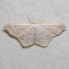 Scopula junctaria