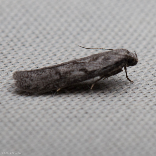 iNaturalist observation photo of Blastobasid Moths