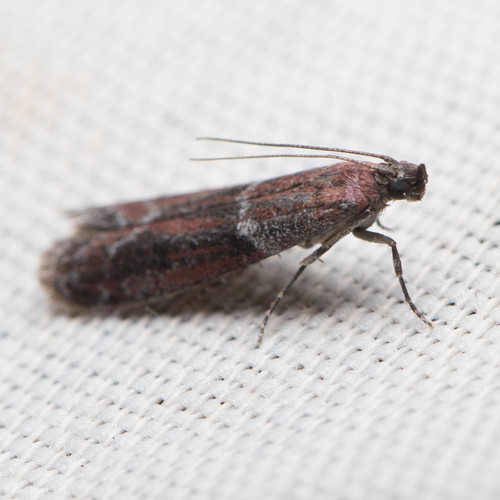 iNaturalist observation photo of Knot-horn Moths