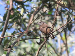 Picumnus albosquamatus