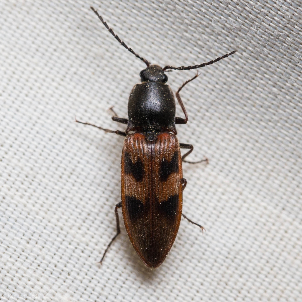 Stropenron nigricollis