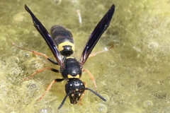 Ancistrocerus unifasciatus