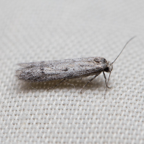 iNaturalist observation photo of Butterflies and Moths