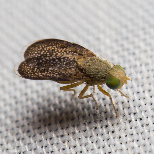 iNaturalist observation photo of Eutreta