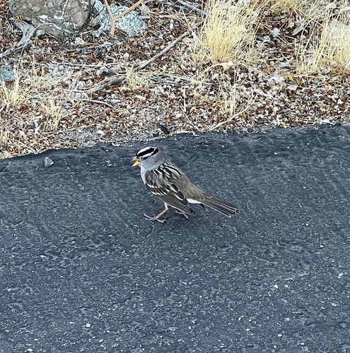 iNaturalist observation photo of White-crowned Sparrow