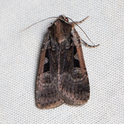 iNaturalist observation photo of Parabagrotis exsertistigma