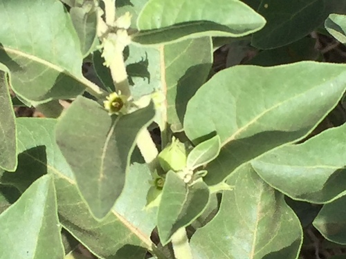 Ashwagandha