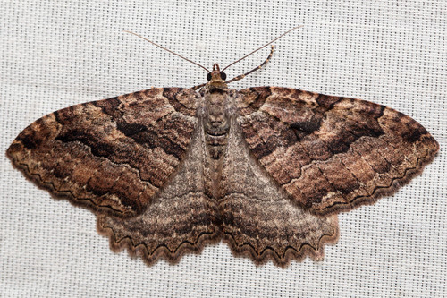 iNaturalist observation photo of Tissue Moth
