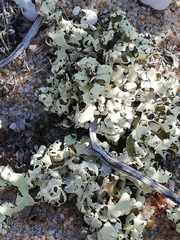 Cladonia convoluta