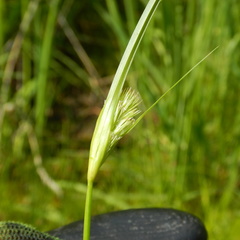 Carex sychnocephala