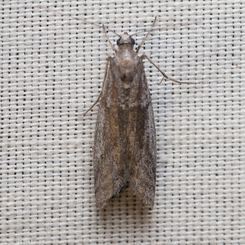 iNaturalist observation photo of Knot-horn Moths