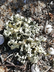 Cladonia convoluta