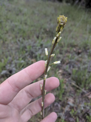 Turritis glabra