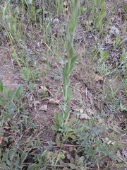 Turritis glabra