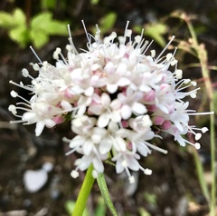 Valeriana californica