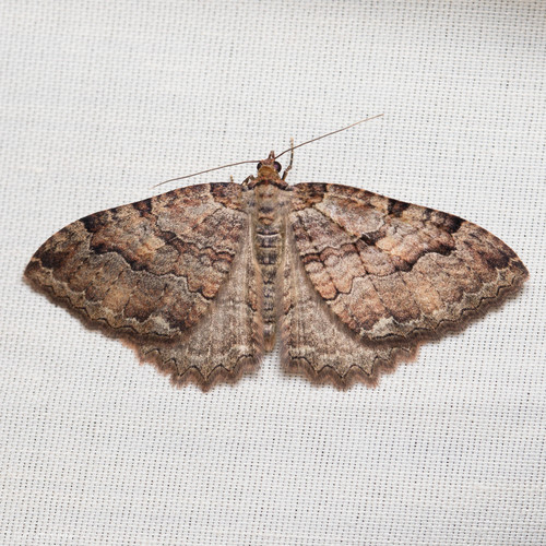 iNaturalist observation photo of Tissue Moth