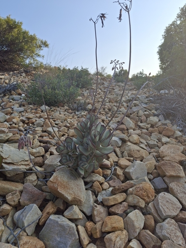 Crassula arborescens