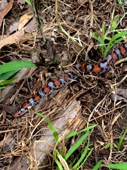 Cemophora coccinea copei