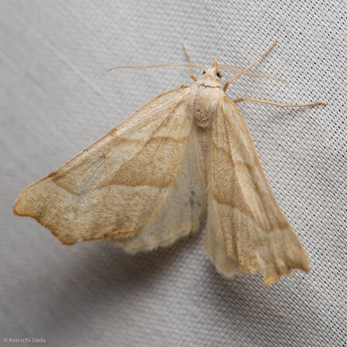 iNaturalist observation photo of Pherne