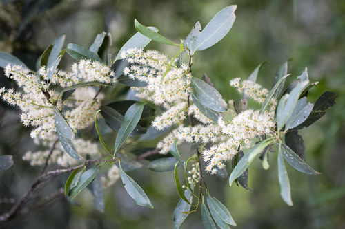 Image of Prunus myrtifolia by no rights reserved