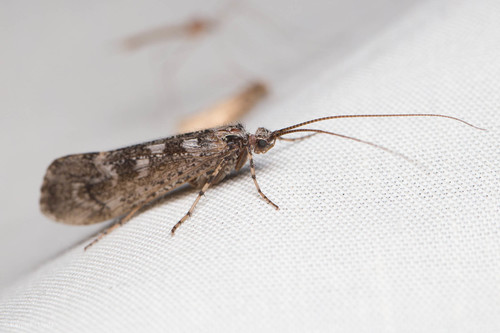 iNaturalist observation photo of Lenarchus