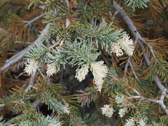 Arizona Fir (Abies arizonica)